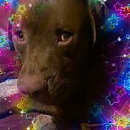 Bear is registered to the contest to win money with this photo: animal, brown_dog, canine, close_up, colorful, cute, digital_effects, dog, expression, face, fun, glow, indoor, light_effects, magic, neon_stars, pet, playful, portrait, star_pattern