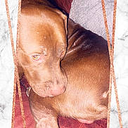 Bear joined the competition — help win amazing prizes! dog, brown, pet, leather_couch, curled_up, sleepy, indoor, close_up, fur, nose, ears, collar, resting, animal, portrait, cozy, furniture, marble_background, frame, rose_gold