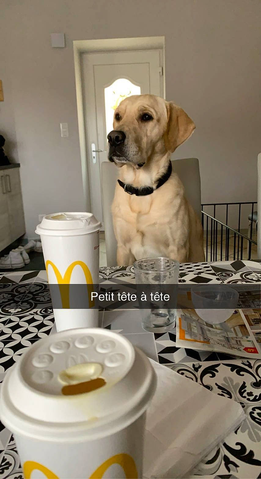 Pastis participe au concours pour gagner de l'argent avec cette photo : canidae, carnivore, collar, companion_dog, cup, dishware, dog, dog_breed, dog_collar, dog_supply, door, drink, drinkware, fawn, flooring, gas, pet_supply, serveware, sporting_group, working_animal