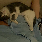 Tayar participe au concours pour gagner de l'argent avec cette photo : animal, arm, black_and_white, blue_shirt, cat, comfort, cozy, cute, feline, fur, hand, indoor, lying_down, nap, person, pet, relaxing, resting, sleeping, soft
