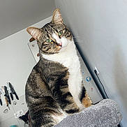 Loki participe au concours pour gagner de l'argent avec cette photo : cat, tabby, green_eyes, pet, indoor, cat_tree, feline, kitchen, appliance, knife, stove, refrigerator, domestic, curious, cozy, gray, fur, whiskers, perched, household