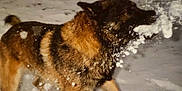 Hans a rejoint le concours — aidez-le/la à gagner de superbes lots ! dog, german_shepherd, snow, outdoor, animal, winter, playful, fur, canine, motion, active, cold, pet, snowflakes, nature, mammal, wildlife, paw, face, head