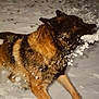 dog, german_shepherd, snow, outdoor, animal, winter, playful, fur, canine, motion, active, cold, pet, snowflakes, nature, mammal, wildlife, paw, face, head