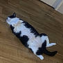 Liris a rejoint le concours — aidez-le/la à gagner de superbes lots ! cat, black_and_white, lying_down, floor, wooden_floor, relaxed, pet, domestic_animal, indoor, vacuum_hose, animal, feline, sleepy, cute, whiskers, paw, fur, home, door, resting
