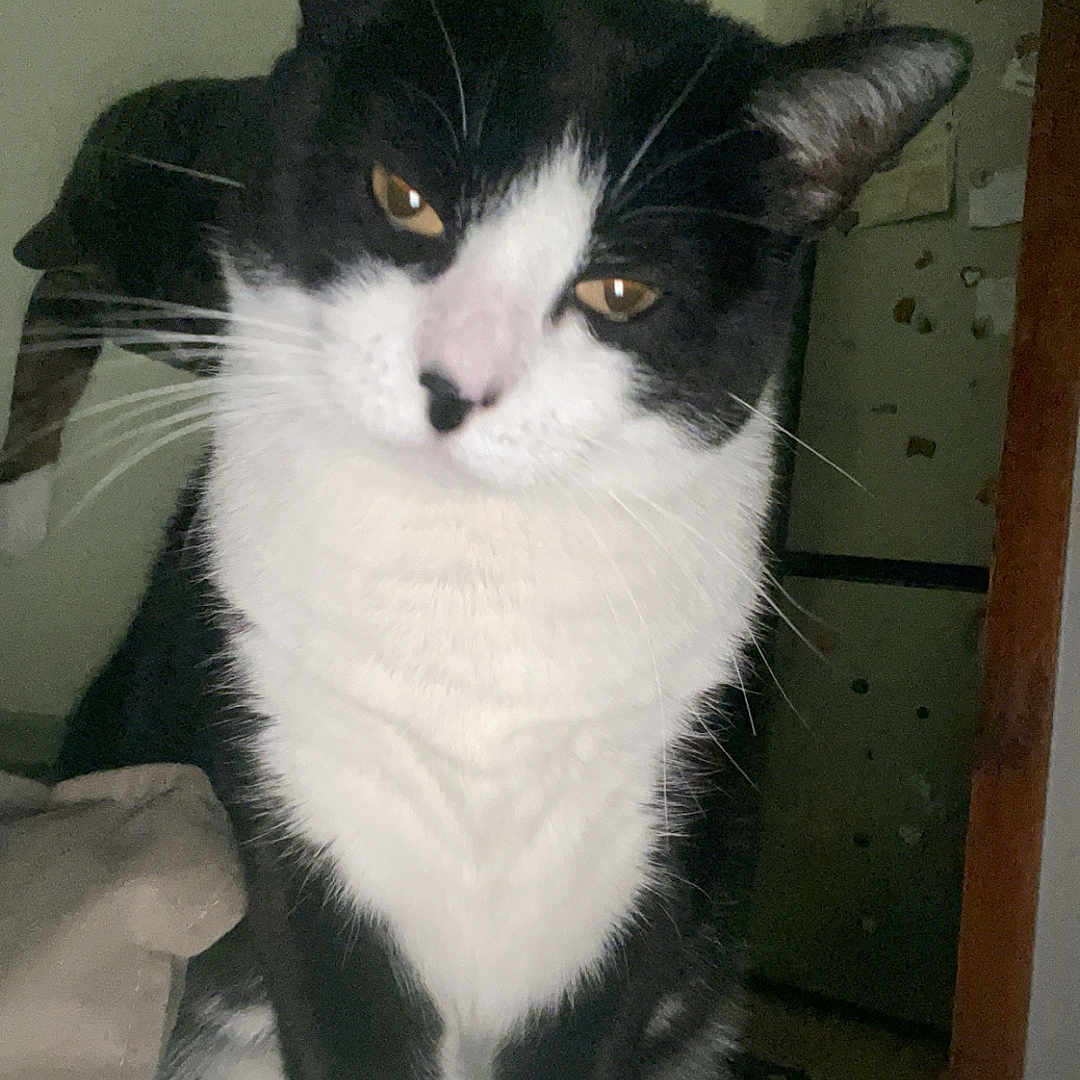 Liris participe au concours pour gagner de l'argent avec cette photo : animal, black_and_white, cat, close_up, cozy, curious, domestic, ears, feline, fur, household, indoor, looking, paws, pet, refrigerator, shadow, sitting, tilted_head, whiskers