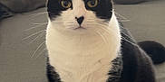 Liris participe au concours pour gagner de l'argent avec cette photo : cat, tuxedo_cat, black_and_white, pet, feline, sitting, indoor, couch, blanket, whiskers, ears, fur, curious, golden_eyes, home, cozy, domestic_animal, mammal, portrait, animal