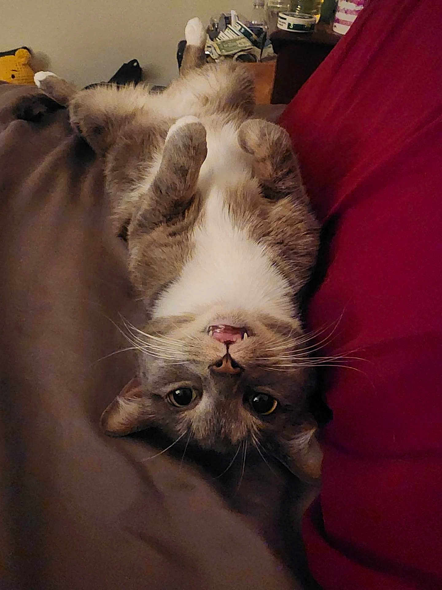 Mittens joined the competition — help win amazing prizes! cat, feline, pet, indoor, bed, blanket, upside_down, whiskers, paws, cute, gray_cat, white_belly, close_up, portrait, cozy, lounging, large_eyes, nose, mouth, pillow