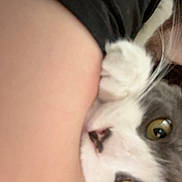 Cas joined the competition — help win amazing prizes! animal, arm, cat, claw, close_up, cuddle, curious, eye, face, feline, fur, gray_cat, holding, human, indoor, paw, pet, playful, whiskers, white_cat