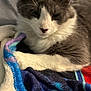 animal, bed, blanket, cat, closeup, comfort, cozy, cute, domestic_animal, feline, fur, gray_cat, indoor, pet, relaxation, resting, sleepy, soft_texture, whiskers, white_cat