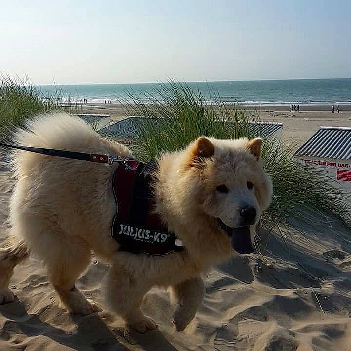 Yuki a rejoint le concours — aidez-le/la à gagner de superbes lots ! canadian_eskimo_dog, canidae, carnivore, dog, dog_breed, eurasier, german_spitz_mittel, greenland_dog, hokkaido, mammal, pungsan_dog, rare_breed_dog, samoyed, siberian_husky, sporting_group, vertebrate