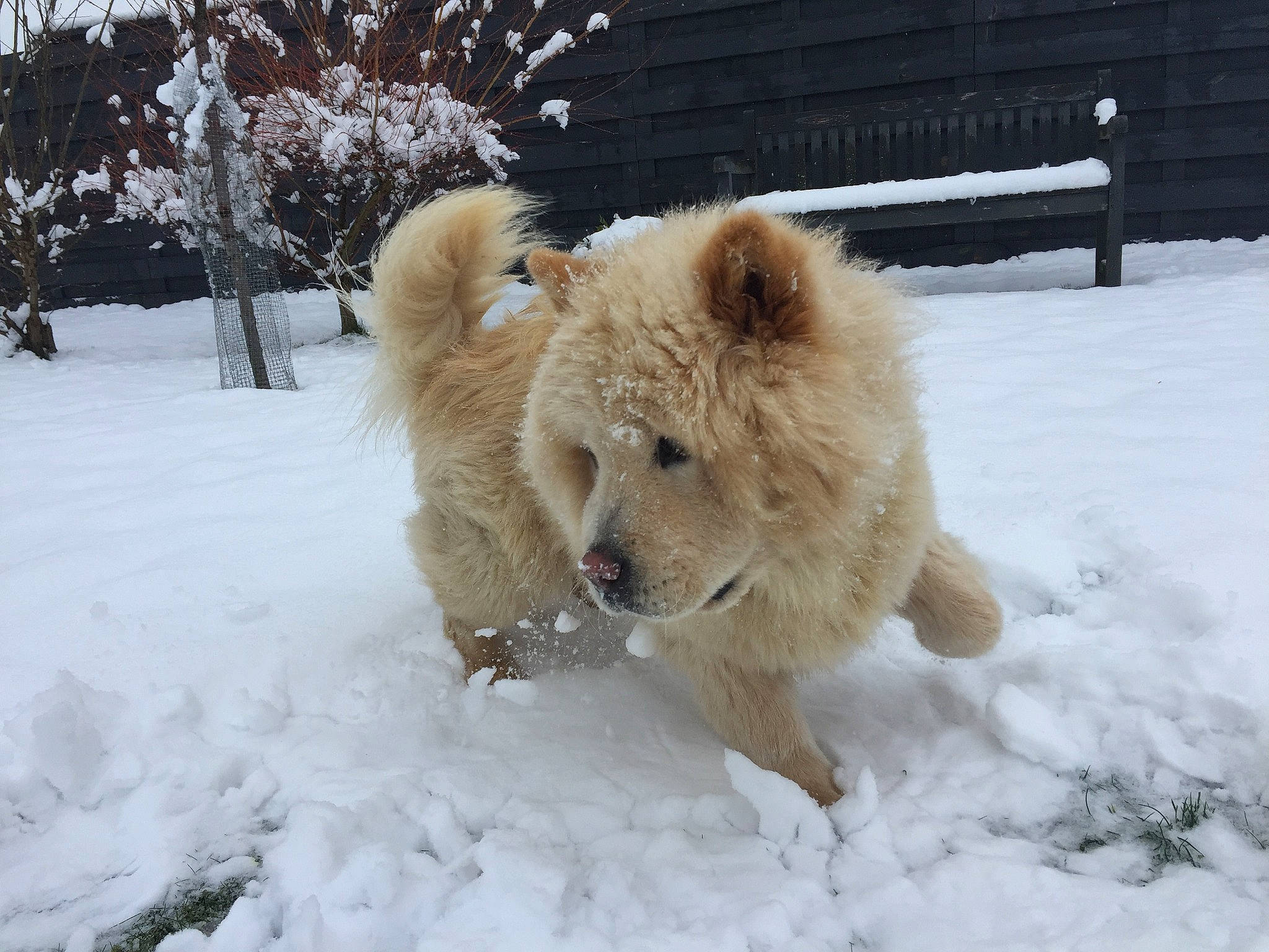 Yuki a rejoint le concours — aidez-le/la à gagner de superbes lots ! canidae, carnivore, chow_chow, dog, dog_breed, fawn, mammal, non_sporting_group, snow, sporting_group, vertebrate, winter