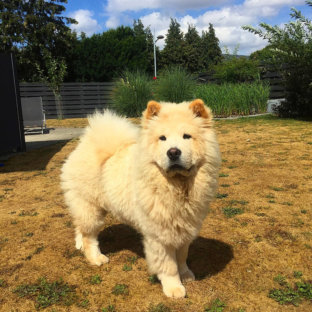 Yuki participe au concours pour gagner de l'argent avec cette photo : ancient_dog_breeds, berger_blanc_suisse, canidae, carnivore, companion_dog, dog, dog_breed, eurasier, fawn, german_spitz, german_spitz_mittel, kintamani, mammal, pungsan_dog, rare_breed_dog, samoyed, sporting_group, vertebrate, volpino_italiano, white_shepherd