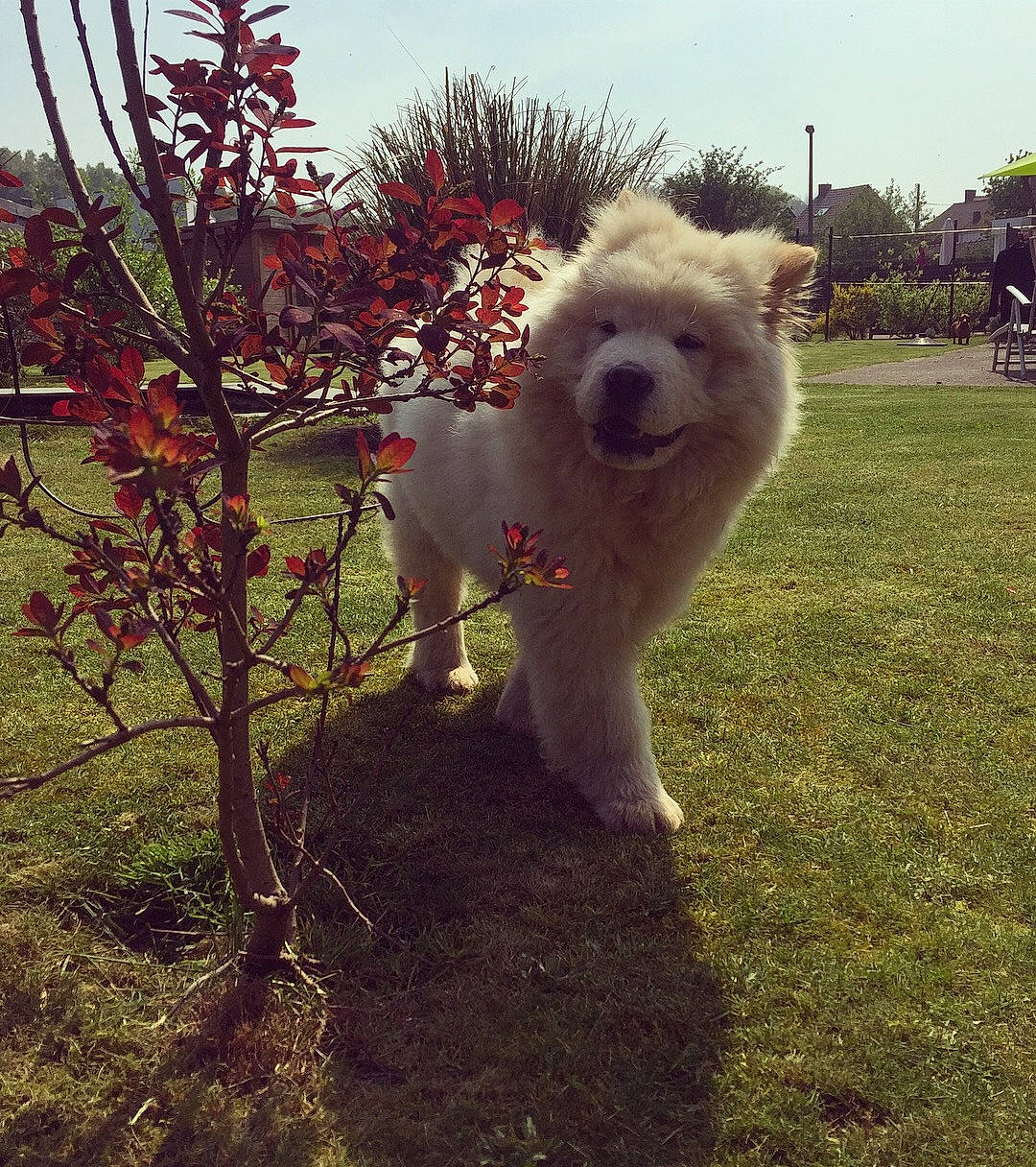 Yuki a rejoint le concours — aidez-le/la à gagner de superbes lots ! akita, akita_inu, american_eskimo_dog, canidae, carnivore, companion_dog, dog, dog_breed, kintamani, mammal, non_sporting_group, pungsan_dog, samoyed, spitz, sporting_group, vertebrate, volpino_italiano