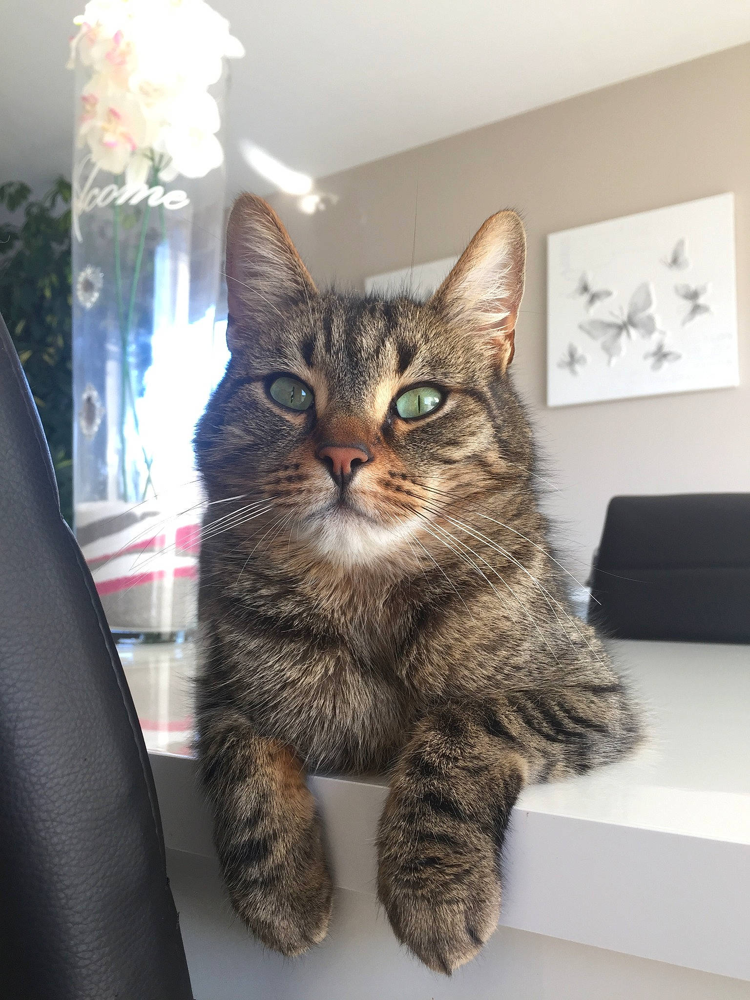 Angel participe au concours pour gagner de l'argent avec cette photo : american_bobtail, american_shorthair, asian, california_spangled, carnivore, cat, domestic_short_haired_cat, dragon_li, european_shorthair, felidae, fur, kitten, mammal, ocicat, pixie_bob, room, small_to_medium_sized_cats, tabby_cat, whiskers, wild_cat