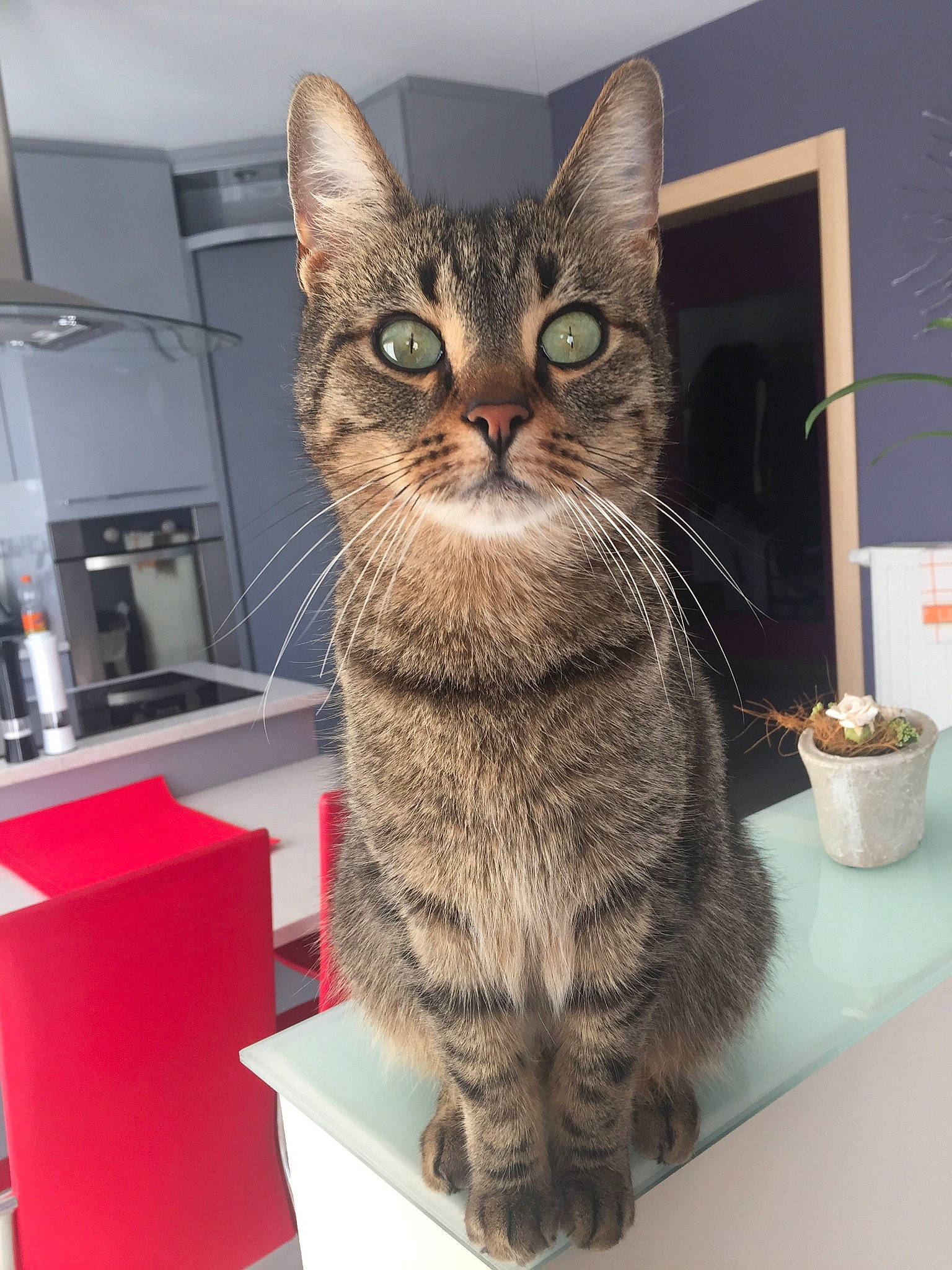 Angel participe au concours pour gagner de l'argent avec cette photo : aegean_cat, american_shorthair, asian, australian_mist, california_spangled, carnivore, cat, domestic_short_haired_cat, dragon_li, egyptian_mau, european_shorthair, felidae, german_rex, kitten, mammal, ocicat, pixie_bob, small_to_medium_sized_cats, tabby_cat, whiskers