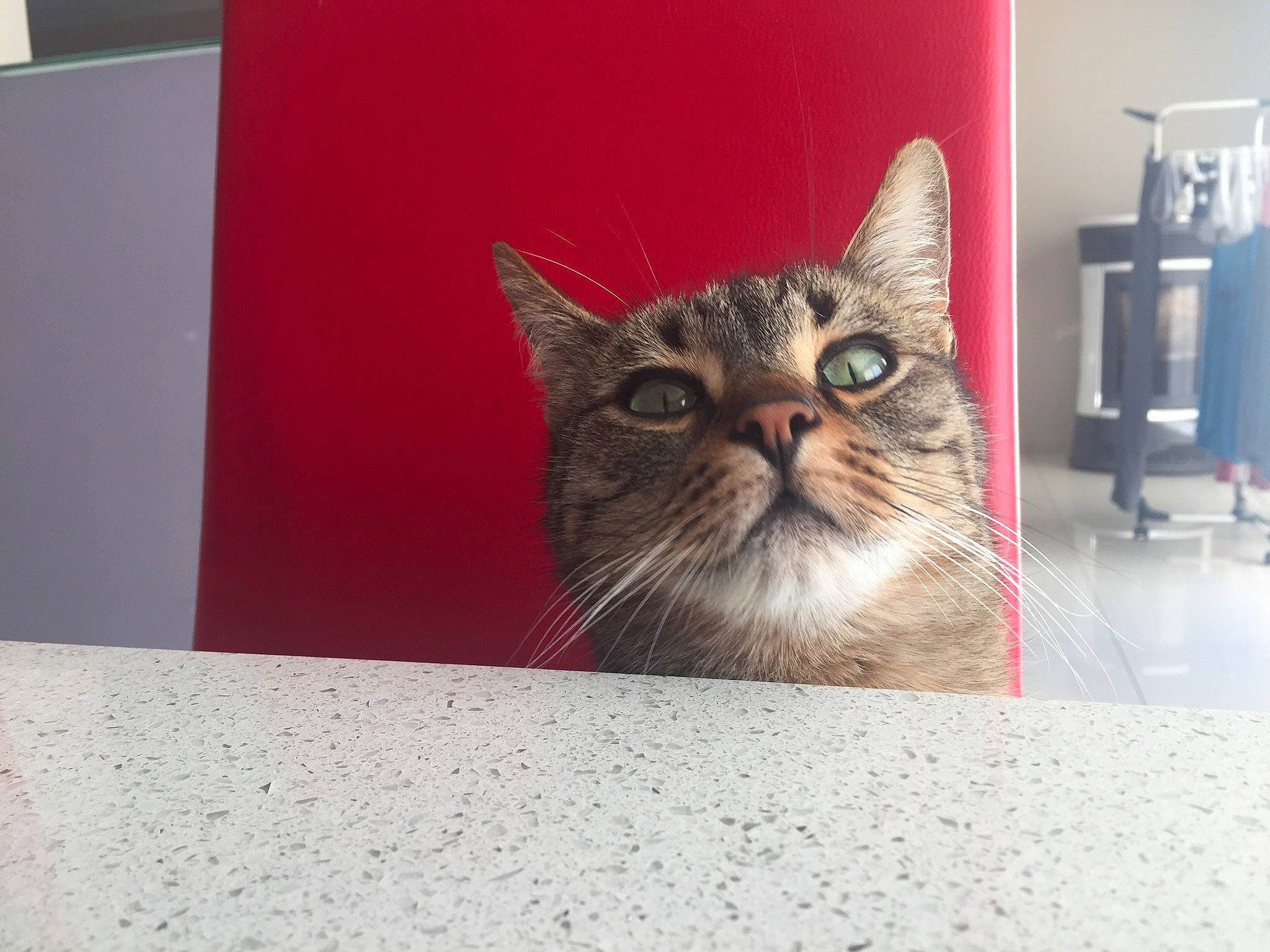 Angel a rejoint le concours — aidez-le/la à gagner de superbes lots ! asian, carnivore, cat, domestic_short_haired_cat, european_shorthair, eye, fawn, felidae, fur, kitten, mammal, small_to_medium_sized_cats, snout, tabby_cat, whiskers, window