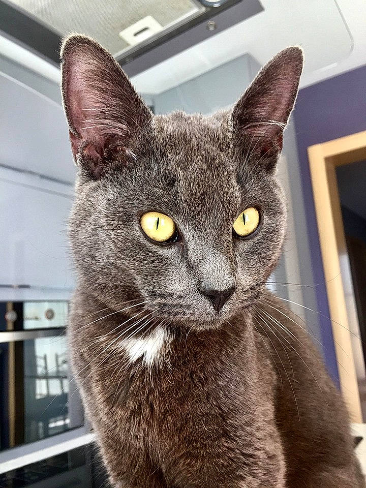 Pikatchu participe au concours pour gagner de l'argent avec cette photo : asian, black_cat, burmese, carnivore, cat, chartreux, domestic_short_haired_cat, felidae, german_rex, korat, mammal, oriental_shorthair, russian_blue, small_to_medium_sized_cats, snout, vertebrate, whiskers, window