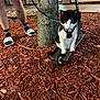 Scar is registered to the contest to win money with this photo: animal, black_and_white, cat, close_up, daytime, harness, leash, outdoor, pavement, person, pet, scooter, shorts, sidewalk, slides, socks, tattoo, tree, urban, wood_chips