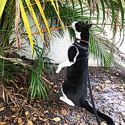 Scar joined the competition — help win amazing prizes! animal, black_and_white_cat, cat, curious, daylight, dry_leaves, exploring, feline, ground, leash, nature, outdoor, palm_leaves, pet, plants, rocks, side_view, tail, wall, whiskers