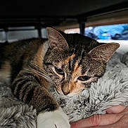 Pumpkin is registered to the contest to win money with this photo: animal, blanket, cat, closeup, comfort, cozy, cute, ears, face, fur, human_hand, indoor, paw, pet, relaxed, resting, sleepy, soft_texture, tabby_cat, whiskers