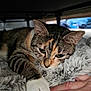 animal, blanket, cat, closeup, comfort, cozy, cute, ears, face, fur, human_hand, indoor, paw, pet, relaxed, resting, sleepy, soft_texture, tabby_cat, whiskers