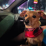 Lily is registered to the contest to win money with this photo: alert, animal, canine, car_interior, city_lights, closeup, dog, domestic_animal, ears, face, fast_food_sign, human_leg, indoor, night, pet, red_harness, seat, small_dog, urban, window