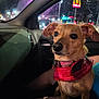 alert, animal, canine, car_interior, city_lights, closeup, dog, domestic_animal, ears, face, fast_food_sign, human_leg, indoor, night, pet, red_harness, seat, small_dog, urban, window