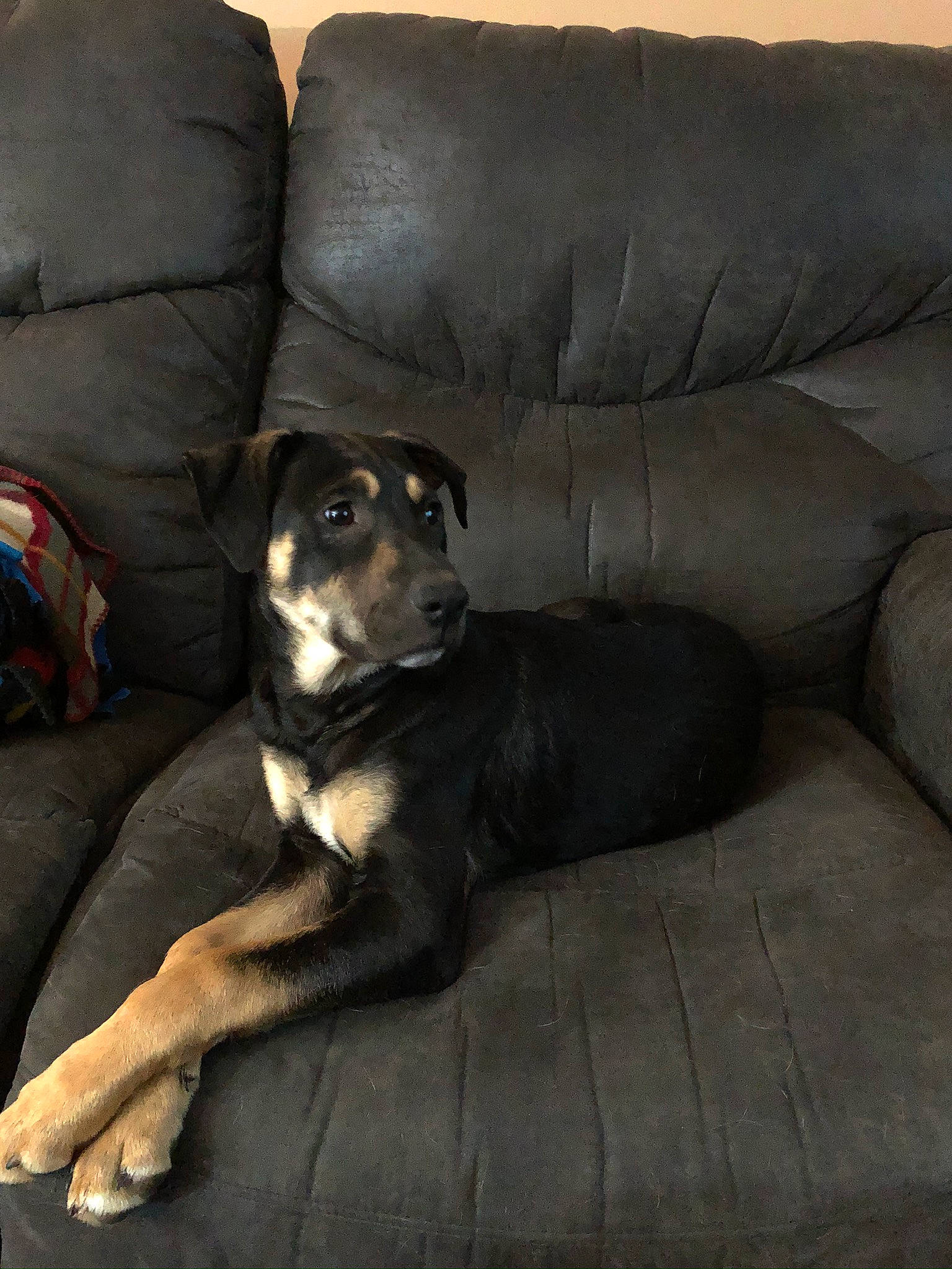 Bane is registered to the contest to win money with this photo: canidae, carnivore, companion_dog, dog, dog_breed, fawn, guard_dog, huntaway, mammal, rottweiler, snout, sporting_group, vertebrate