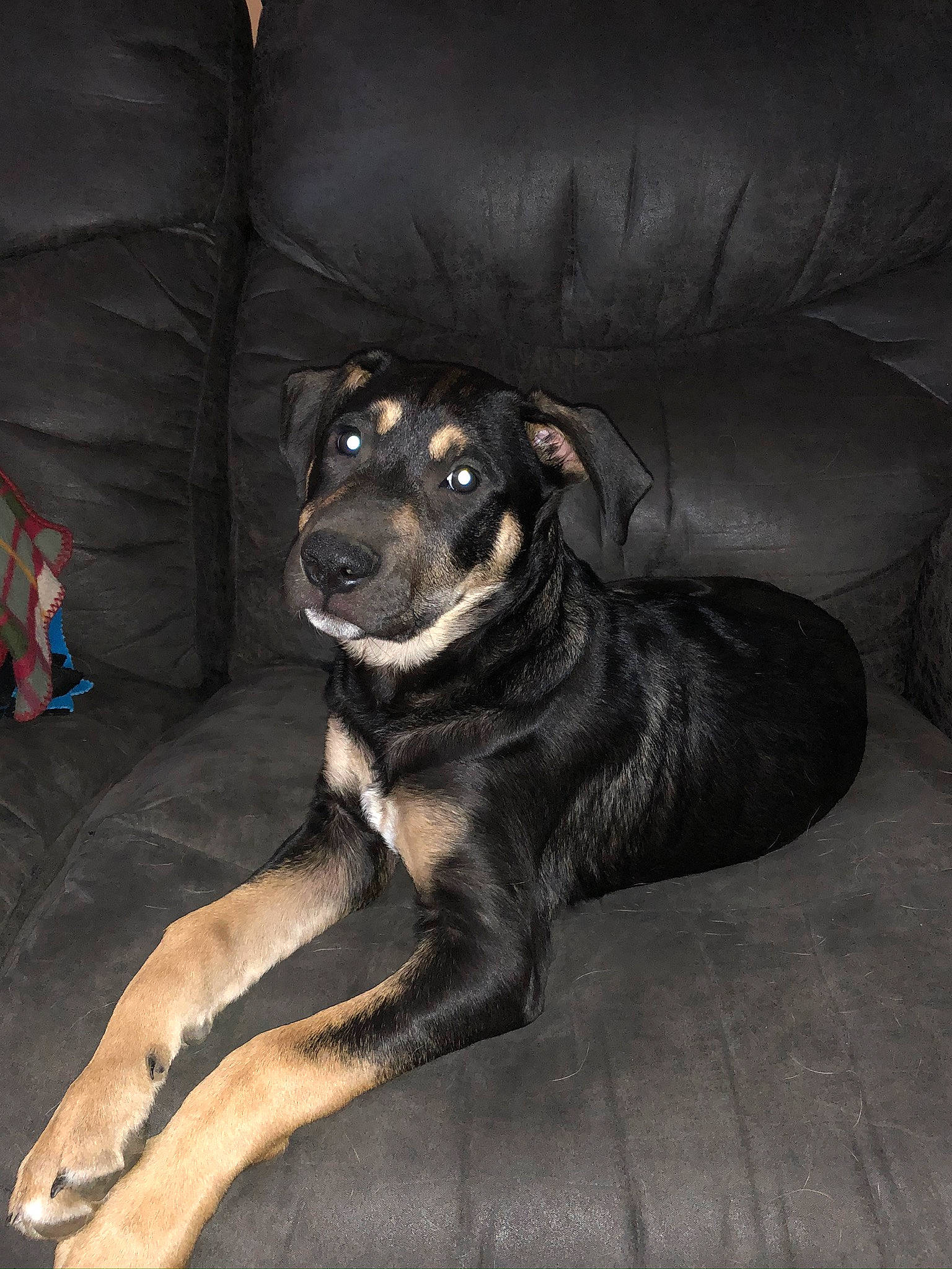 Bane is registered to the contest to win money with this photo: beauceron, canidae, carlin_pinscher, carnivore, companion_dog, dog, dog_breed, fawn, huntaway, mammal, rottweiler, snout, sporting_group, vertebrate