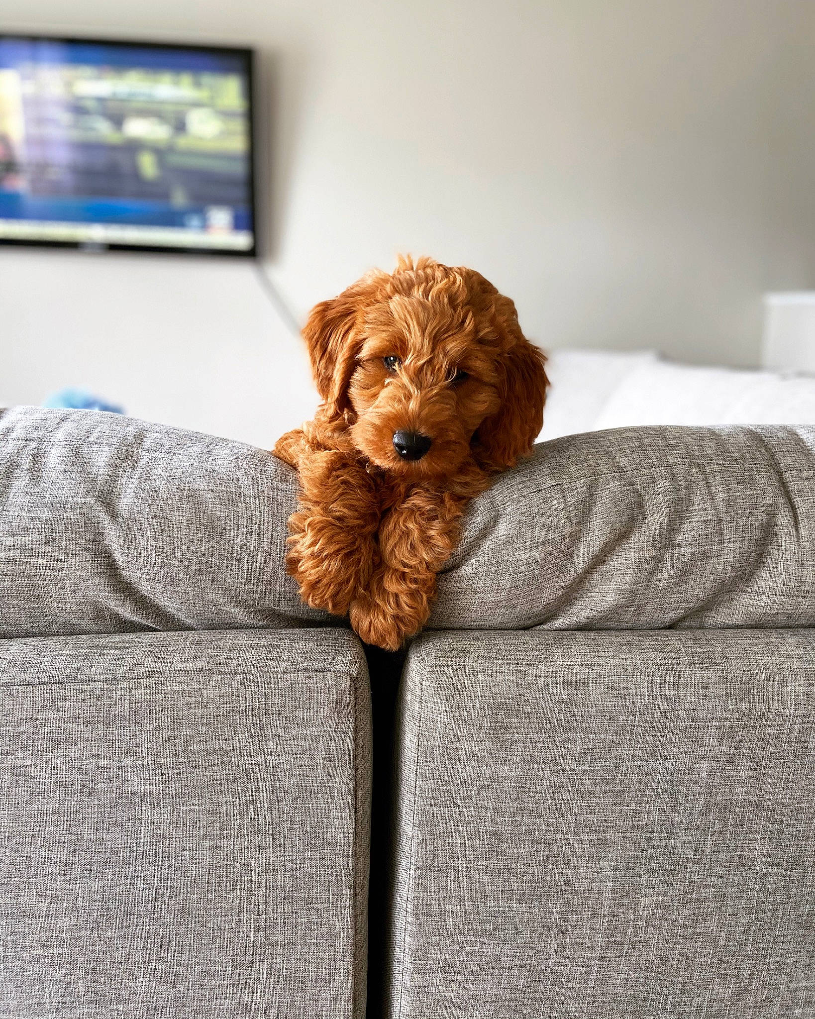 Kash is registered to the contest to win money with this photo: canidae, carnivore, cavapoo, cockapoo, companion_dog, dog, dog_breed, furniture, goldendoodle, labradoodle, miniature_poodle, non_sporting_group, poodle, poodle_crossbreed, puppy, sporting_group, toy_dog, toy_poodle, water_dog