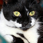 Emma a rejoint le concours — aidez-le/la à gagner de superbes lots ! animal, black_and_white, cat, close_up, curious, cute, domestic, eyes, face, feline, fur, indoor, looking, macro, mammal, pet, portrait, relaxing, soft_focus, whiskers