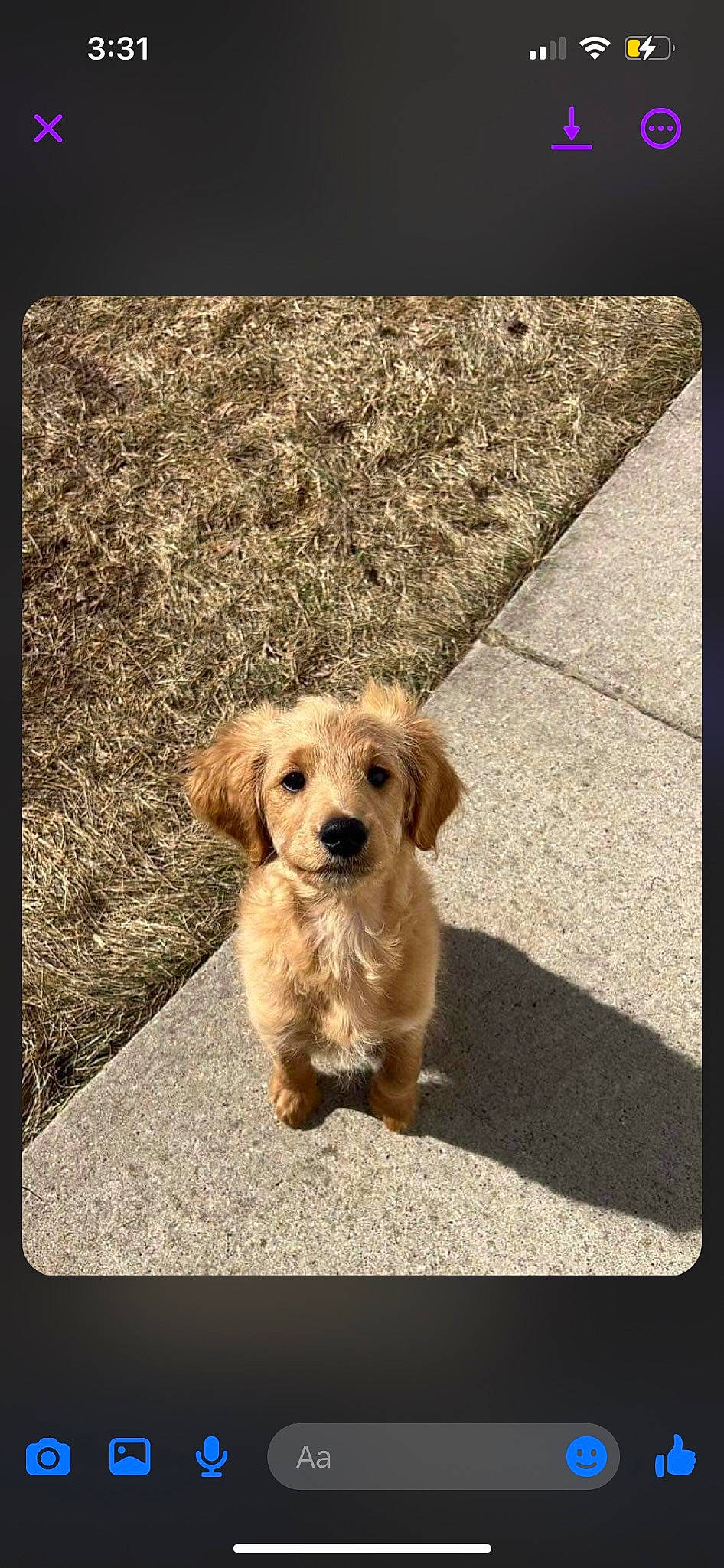 Cooper is registered to the contest to win money with this photo: asphalt, canidae, carnivore, companion_dog, dog, dog_breed, dog_collar, fawn, grass, leash, pet_supply, rectangle, retriever, road_surface, shadow, snout, sporting_group, terrier, tints_and_shades, working_animal