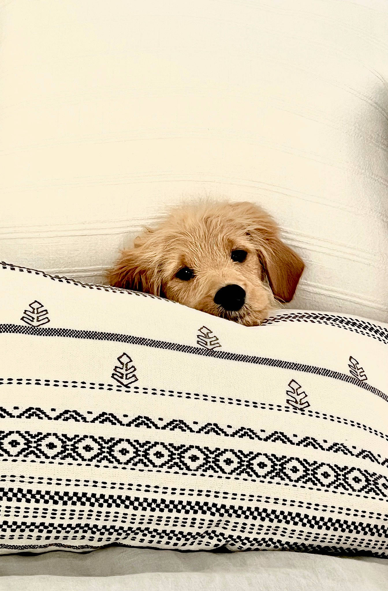 Cooper joined the competition — help win amazing prizes! bed, bedding, carnivore, comfort, companion_dog, dog, dog_breed, dog_supply, fawn, flooring, font, fur, linens, monochrome, pattern, paw, rectangle, room, toy_dog, working_animal