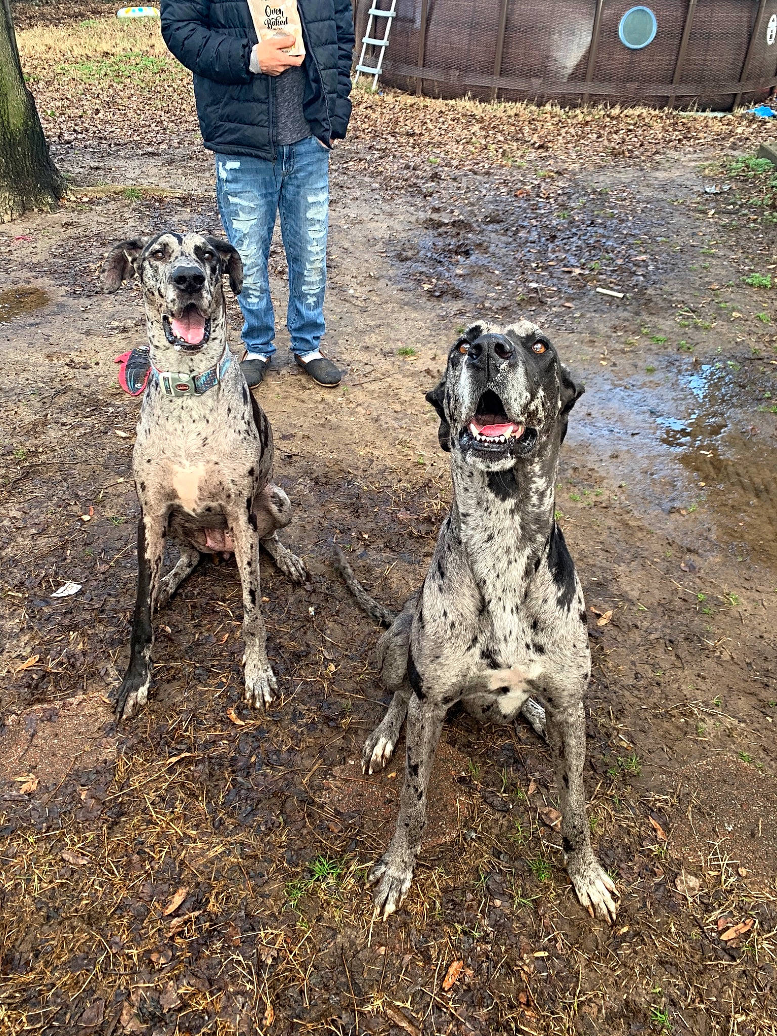 Violet And Harley joined the competition — help win amazing prizes! adventure, canidae, cargo_pants, carnivore, collar, companion_dog, dalmatian, dog, dog_breed, dog_supply, fawn, guard_dog, leash, military_camouflage, plant, snout, soil, sporting_group, working_animal, working_dog