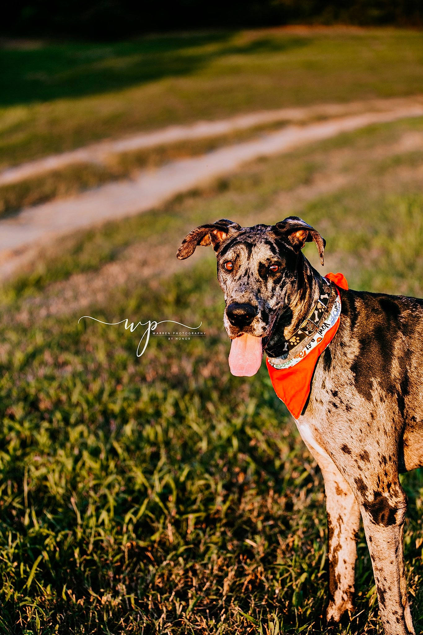 Violet And Harley joined the competition — help win amazing prizes! carnivore, collar, companion_dog, dog, dog_breed, dog_collar, dog_supply, fawn, grass, grass_family, grassland, gun_dog, happy, landscape, leash, people_in_nature, plant, sporting_group, terrestrial_animal, working_animal