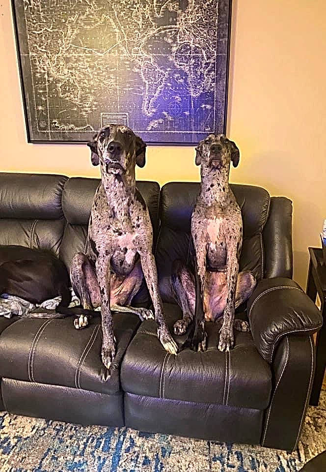 Violet And Harley is registered to the contest to win money with this photo: armrest, art, blue, carnivore, chair, comfort, companion_dog, couch, dog, dog_breed, dog_supply, fawn, flooring, furniture, living_room, metal, sofa_bed, sporting_group, studio_couch, working_animal