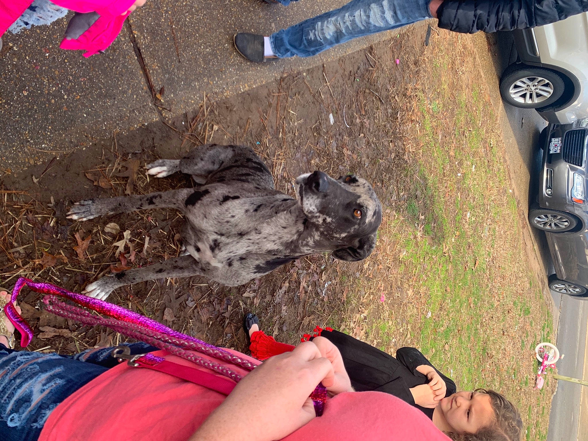 Violet And Harley is registered to the contest to win money with this photo: automotive_exterior, automotive_lighting, automotive_tire, black, bumper, car, dog, fender, leg, light, motor_vehicle, photograph, shoe, snapshot, sneakers, synthetic_rubber, tire, tread, vehicle, wheel