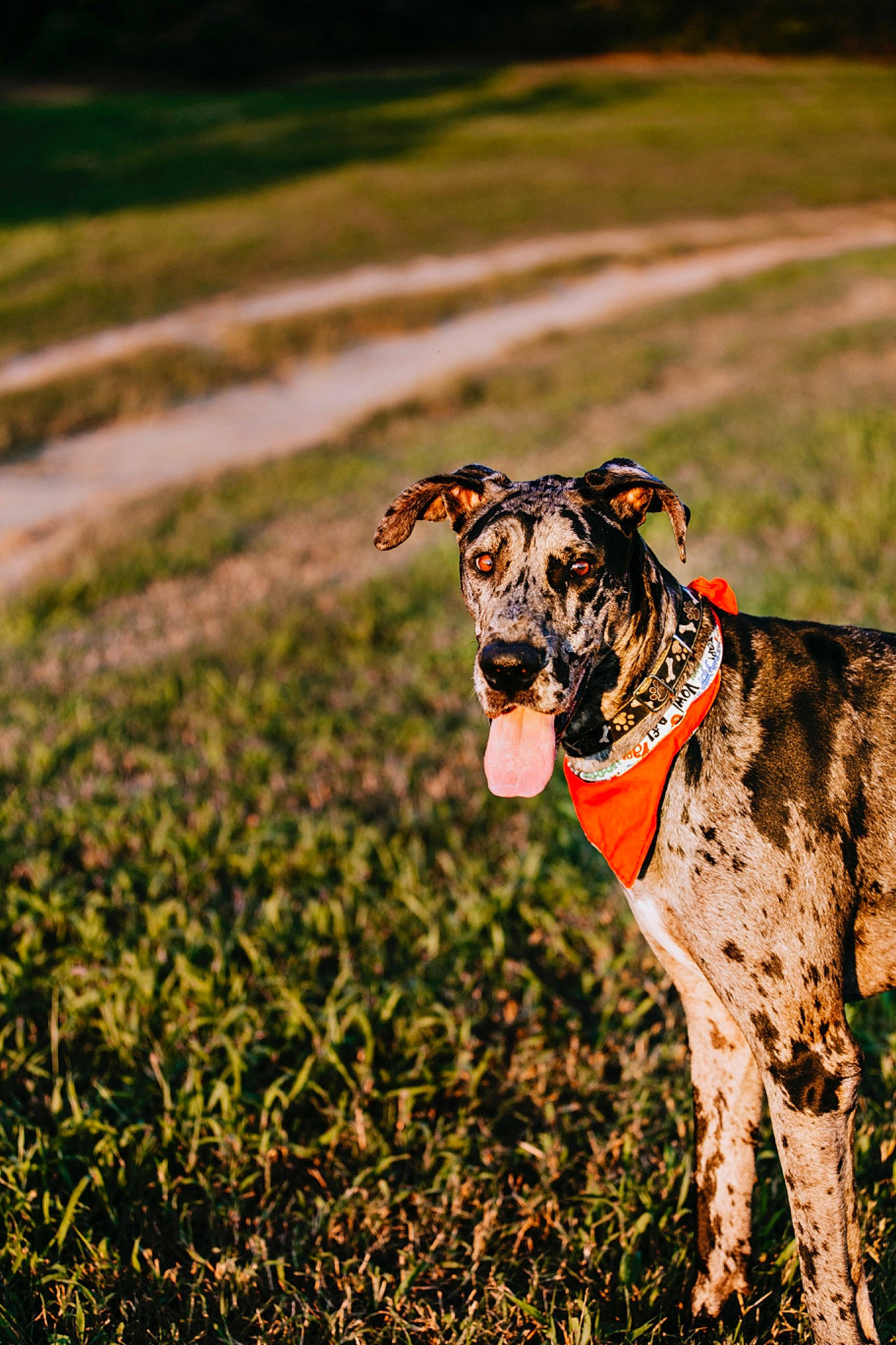Violet joined the competition — help win amazing prizes! canidae, carnivore, collar, companion_dog, dog, dog_breed, dog_collar, dog_supply, fawn, field, grass, grassland, leash, plant, snout, sporting_group, tail, terrestrial_animal, working_animal, working_dog