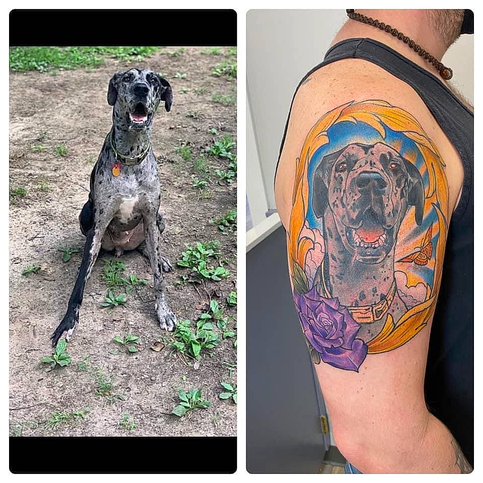 Violet is registered to the contest to win money with this photo: art, carnivore, collar, companion_dog, dog, dog_breed, dog_collar, dog_supply, fawn, font, grey, human_leg, pattern, pet_supply, plant, sleeve, sporting_group, temporary_tattoo, thigh, working_animal