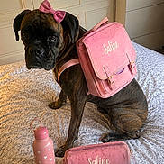 Saline participe au concours pour gagner de l'argent avec cette photo : dog, boxer_dog, pet, bow, backpack, pink_accessories, school_supplies, water_bottle, pencil_case, bed, bedroom, indoors, sitting, brindle_coat, collar, cute, funny, portrait, home_decor, personalized_items