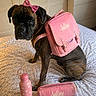 dog, boxer_dog, pet, bow, backpack, pink_accessories, school_supplies, water_bottle, pencil_case, bed, bedroom, indoors, sitting, brindle_coat, collar, cute, funny, portrait, home_decor, personalized_items