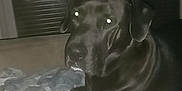 Dayson participe au concours pour gagner de l'argent avec cette photo : dog, black_dog, bed, blanket, sheet, window, dark, indoor, pet, animal, flash, reflection, couch, resting, domestic_animal, furniture, night, canine, laying, home