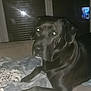 dog, black_dog, bed, blanket, sheet, window, dark, indoor, pet, animal, flash, reflection, couch, resting, domestic_animal, furniture, night, canine, laying, home