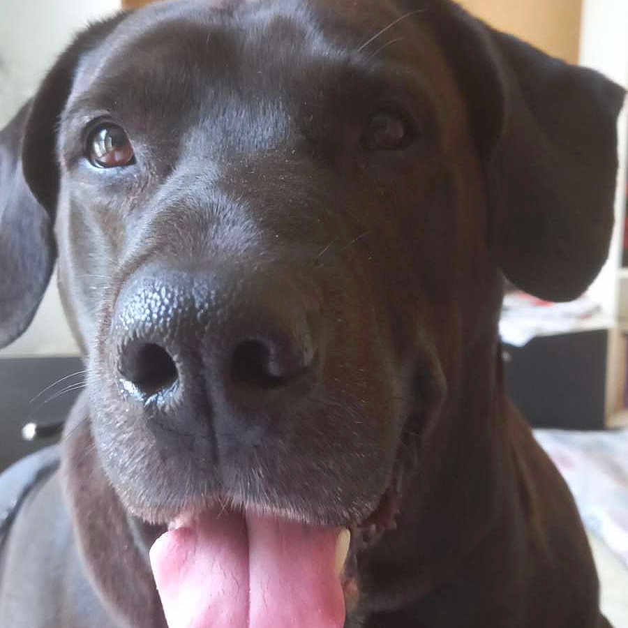 Dayson a rejoint le concours — aidez-le/la à gagner de superbes lots ! animal, background, black_dog, canine, close_up, collar, cute, dog, domestic_animal, ears, face, friendly, furniture, happy, household, indoor, nose, pet, shelf, tongue_out