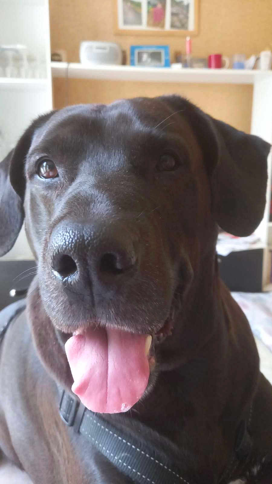 Dayson a rejoint le concours — aidez-le/la à gagner de superbes lots ! dog, black_dog, tongue_out, indoor, close_up, pet, happy, canine, animal, face, ears, nose, collar, domestic_animal, furniture, shelf, background, household, cute, friendly