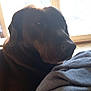 Dayson participe au concours pour gagner de l'argent avec cette photo : dog, indoor, window, blanket, resting, pet, canine, brown, cozy, daylight, fur, animal, companion, calm, portrait, side_view, relaxed, house, comfort, quiet