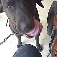 Dayson a rejoint le concours — aidez-le/la à gagner de superbes lots ! dog, black_dog, indoor, floor, person, leg, furniture, bag, licking, close_up, pet, animal, canine, collar, tile_floor, blurred, tongue, black_coat, domestic_animal, house
