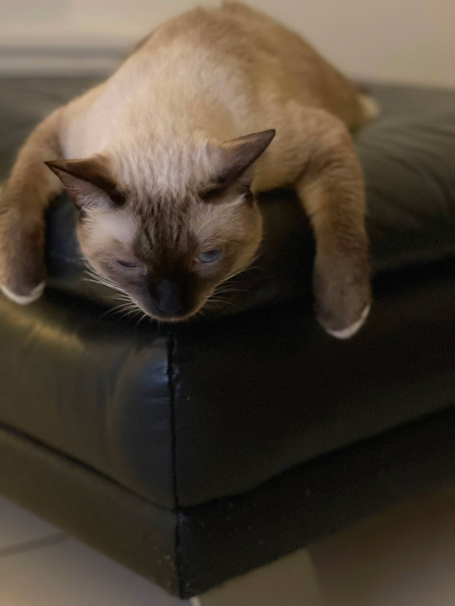 Snow a rejoint le concours — aidez-le/la à gagner de superbes lots ! balinese, carnivore, cat, cat_supply, comfort, domestic_short_haired_cat, fawn, felidae, fur, siamese, small_to_medium_sized_cats, snout, tail, terrestrial_animal, whiskers