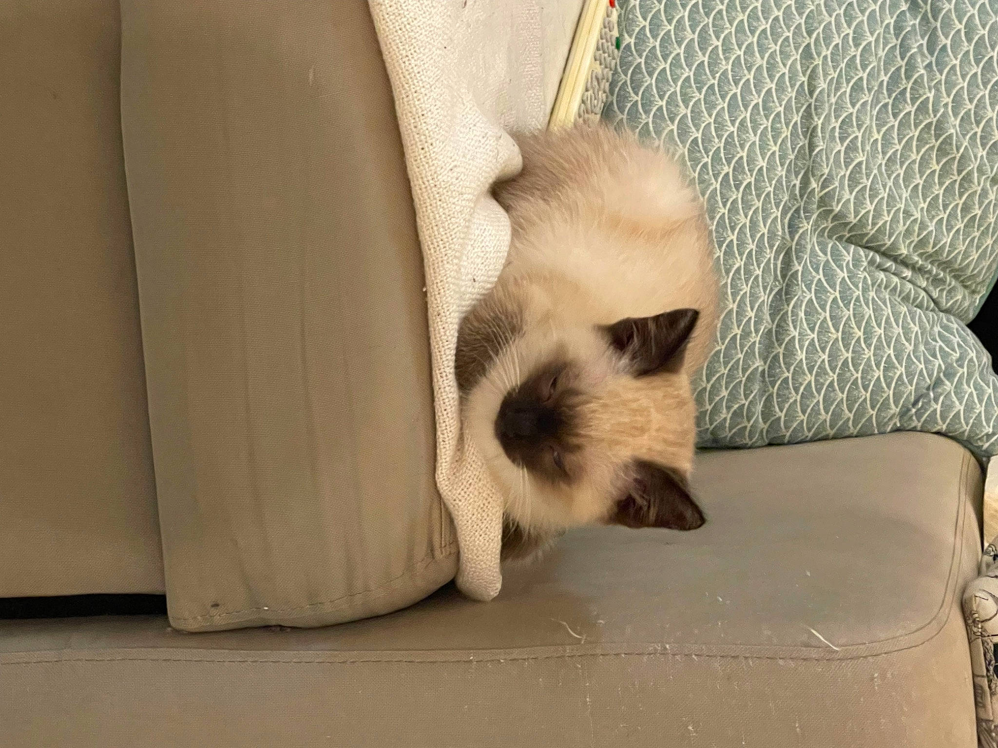 Snow participe au concours pour gagner de l'argent avec cette photo : balinese, birman, canidae, carnivore, cat, chair, comfort, companion_dog, couch, dog_breed, fawn, felidae, fur, linens, siamese, small_to_medium_sized_cats, snout, tail, terrestrial_animal, whiskers