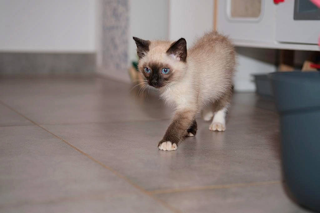 Snow participe au concours pour gagner de l'argent avec cette photo : birman, box, carnivore, cat, fawn, felidae, floor, flooring, fur, siamese, small_to_medium_sized_cats, snout, tail, terrestrial_animal, tile_flooring, whiskers